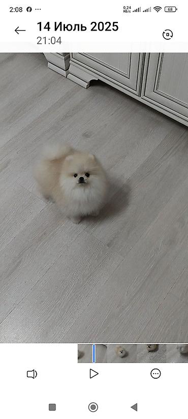 Продажа собак: Шпиц, 3 месяца, Самец, С родословной — 7