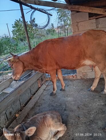 бык парода бельгиский: Продаю | Корова (самка), Музоо, торпок | Швицкая | Для молока