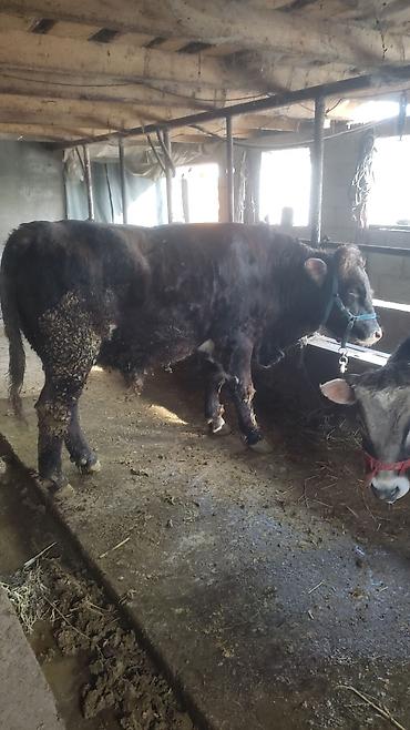 Коровы, быки: Продаю | Бык (самец) | Полукровка | На откорм | Привязанные — 1