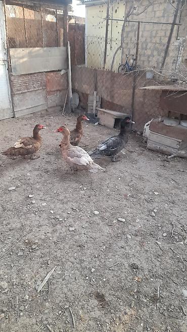 heyvanlar quslar: 4 Erkey 5 Dişi lal ördəklər satılır damazdıq heyvanlardı Erkeylər 40 — 1