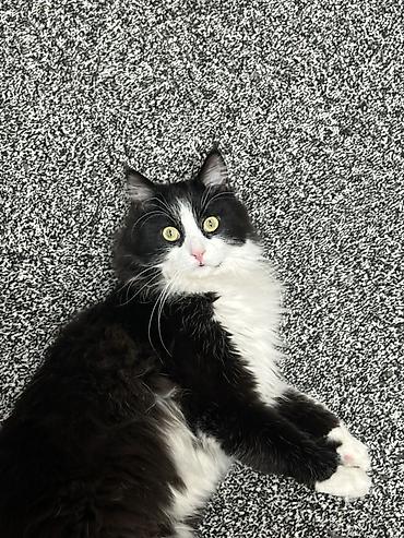 Отдам даром кошку: Мальчик, Приучена к лотку — 5