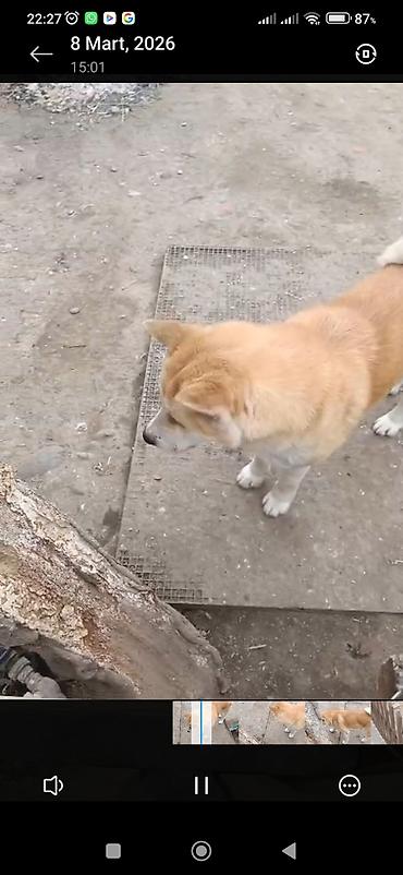 doberman itləri: Akita-inu, Dişi, Peyvəndli, Ünvandan götürmə — 3