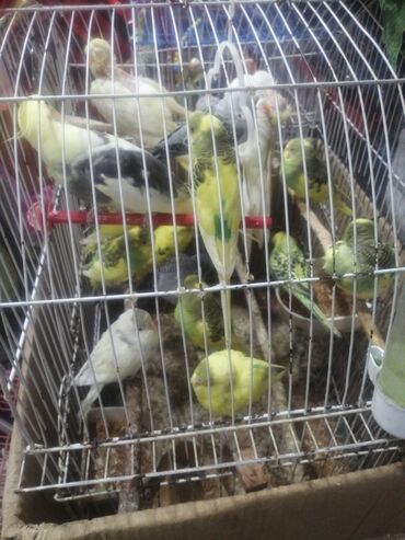 Qəfəslər: Təzə Qəfəslər 9azn boş qəfəslər Valnisti Tutuquşu Qəfəsi 9azn Amadin — 29