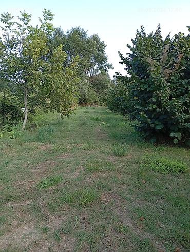 Torpaq sahələrinin satışı: 1 sot, Kənd təsərrüfatı — 7