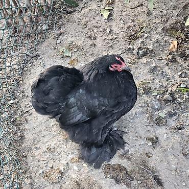 Toyuqlar: Toyuq, Damazlıq — 4