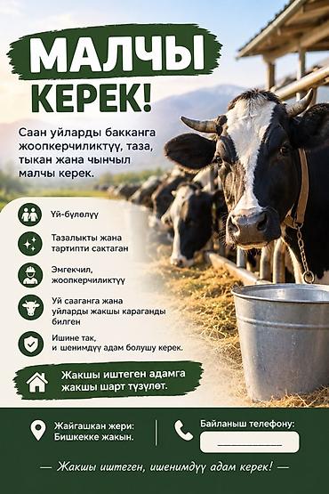 Требуется чабан/скотник для ухода за дойными коровами. Обязанности: - at lalafo.kg Требуется чабан/скотник для ухода за дойными коровами. Обязанности: -