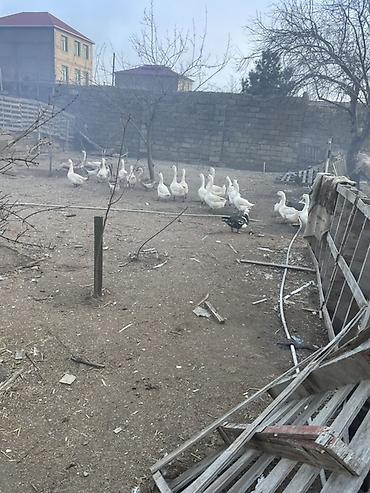 tote bag: Salam şəkildəki linda kuban qazlarını tam mayalı təzə yumurtalarını — 1