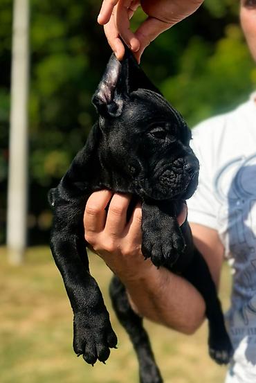 obuca ps: Ako tražite vernog člana porodice, obratite se nama i postanite — 3