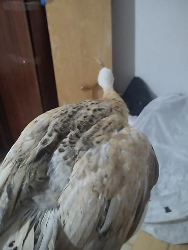 Nadir rəngli təzə nəsil tovuz quşu (juvenil). - Rəng: krem-ağ, bej və