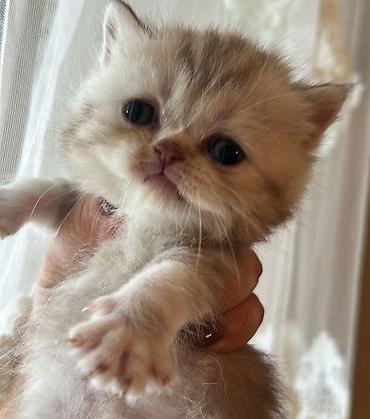 Pişiklər: Britan — 7