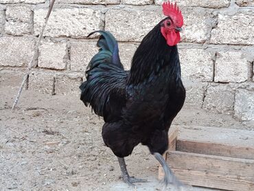 Toyuqlar: Təzə Alman Avstralorp Yumurtaları – Cavan və Sağlam! Yumurtalar -da lalafo.az — 15 Toyuqlar: Təzə Alman Avstralorp Yumurtaları – Cavan və Sağlam! Yumurtalar — 15