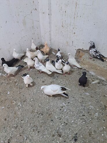 Göyərçinlər: Salam. goyercinler kom 6 manat tek tek 8 manat. goyercinle Bakının — 3