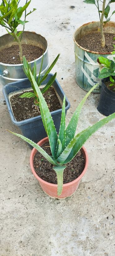 алоэ гулунун дарылык касиети: Original aloe