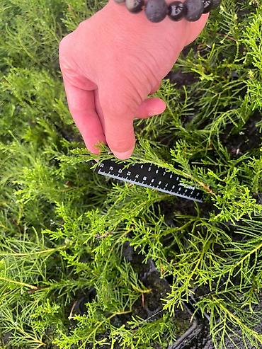 Декоративные деревья: Саженцы деревьев: Можжевельники (Арча) — 10