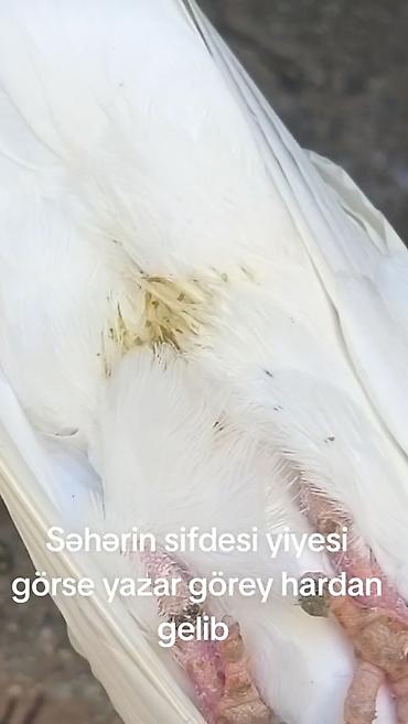 bulbul quşu satışı: Tutulma mayadı meydini tutmuwam təcili pul lazimdi deyen satılır — 4