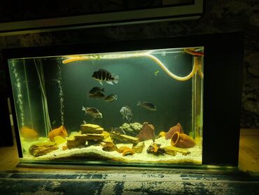 Akvariumlar: Dördbucaq akvarium, Balıqlarla birlikdə, 455 l, Ünvandan götürmə