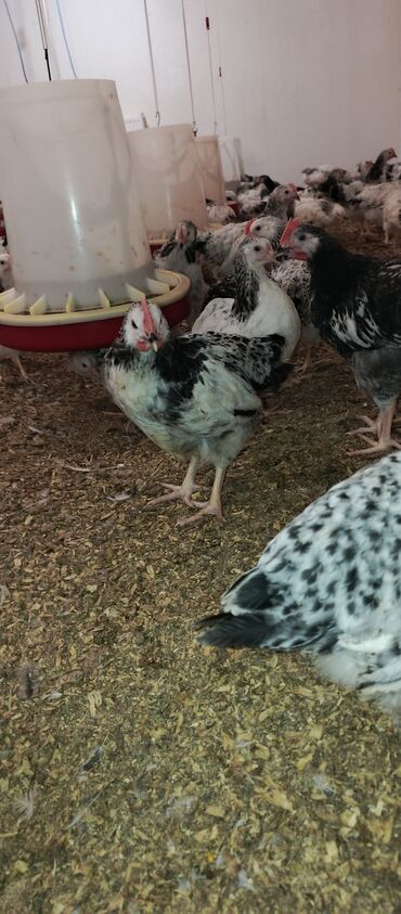 Toyuqlar: Toyuq, Broyler, Ətlik -da lalafo.az — 13 Toyuqlar: Toyuq, Broyler, Ətlik — 13