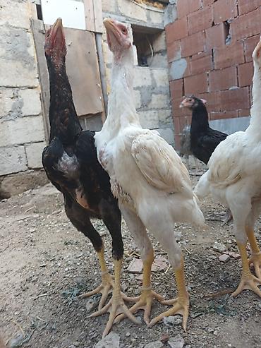 alman spitz: Toyuq cücələri, Damazlıq — 3