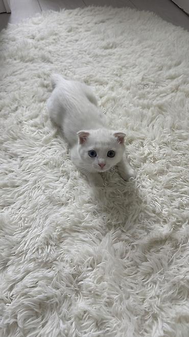 для скота: 🐱 Продаётся кошечка Мия 🤍 Шотландская вислоухая девочка, 7 месяцев — 1