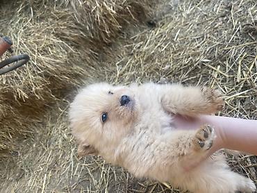 Psi: Štene mesanci otac zlatni retriver retrivera tek prijeli nisu — 7