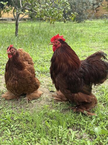 купить хорька в баку: Toyuq, Damazlıq, Ünvandan götürmə