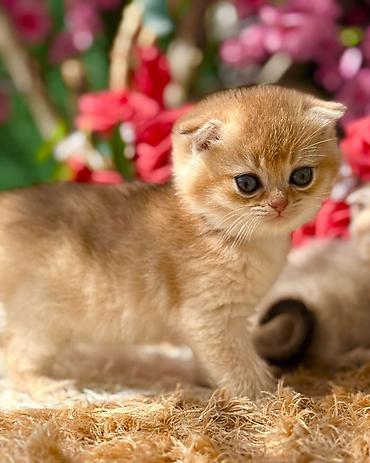 Pişiklər: Şotland — 12