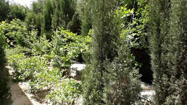 Uzunmüddətli kirayə evlər: 200 kv. m, 5 otaqlı — 29