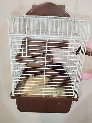 хомяк ош: 🎊продаю хомяка вместе с клеткой клетка новая 🙈🐭 — 2