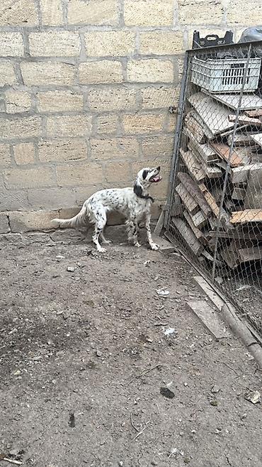 sahiblendirilen itler: Setter (ov iti)her ovu vilir 1 yaş 3 aylıq dı

- — 4