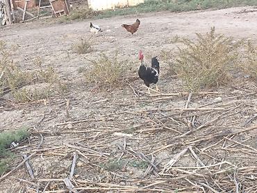ev quşları haqqında qısa məlumat: Toyuq, Damazlıq — 6