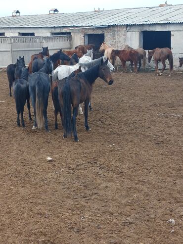 леопардовая кошка: Сатам | Бээ (ургаачы) | Көбөйтүү үчүн, Сүт алуу үчүн