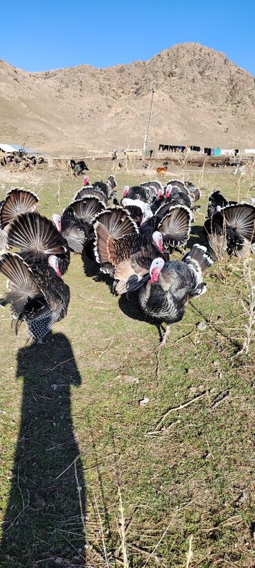 Индюки: Продаю | Индюк (самец) | Черный принц | Для разведения | Племенные — 8