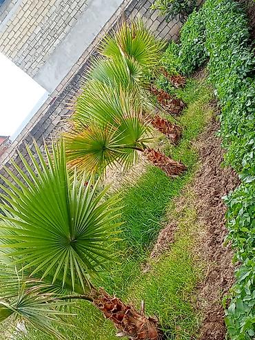iran xurması ağacı: Məhsul: Yelpaze formalı dekorativ palma fidanları (Washingtonia/fan — 1