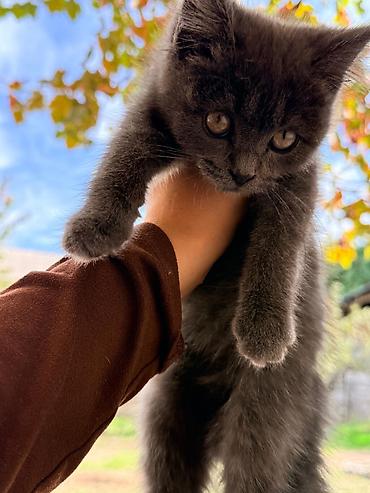 котята веслоухие: В самые добрые и ответственные руки отдаем котят!!! Шотландские котята — 7