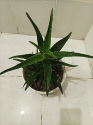Digər bitkilər: Aloe vera — 7
