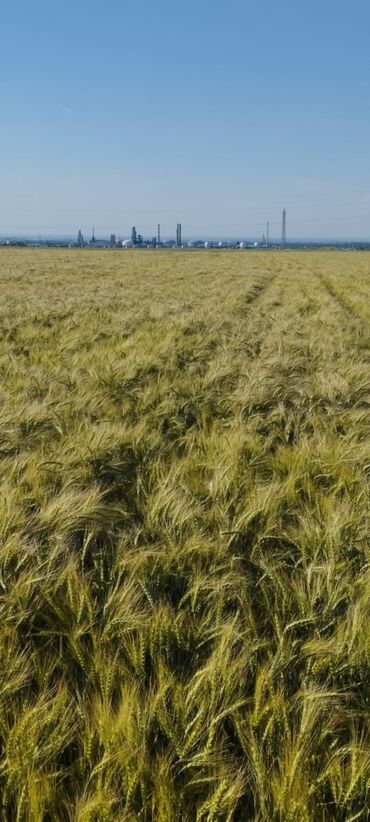 газонный коврик: Үй жана бакча үчүн ыңгайлуулуктар