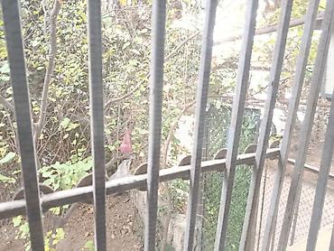 Köhnə tikili: 📍 Ünvan: Ələkbərov küçəsi, Space TV-nin arxası, Konservatoriyanın yanı — 4