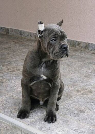 Psi: Ako tražite vernog člana porodice, obratite se nama i postanite — 8