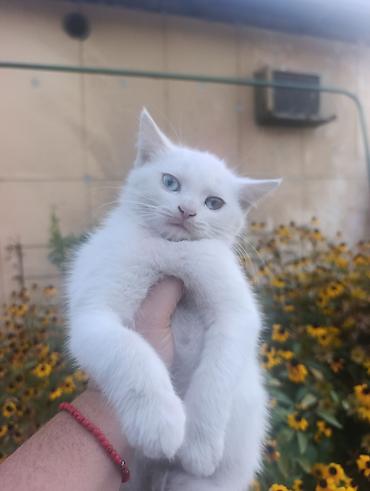белый кошка: Котята от породистой кошки - 2 девочки - Окрас котят: белый; у — 1