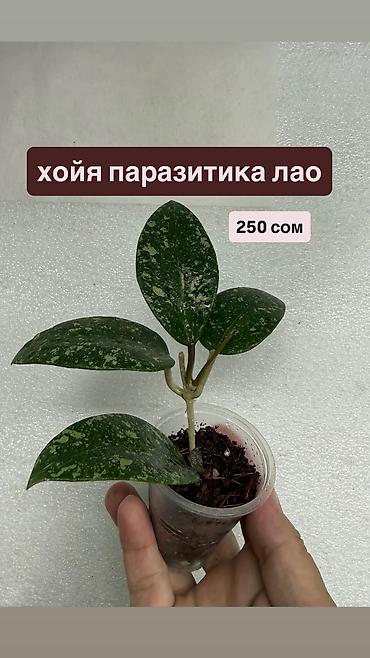 Хойи: Хойя Сильвер доллар от 200 сом Хойя доллар сплеш клон 2 -взрослое — 34