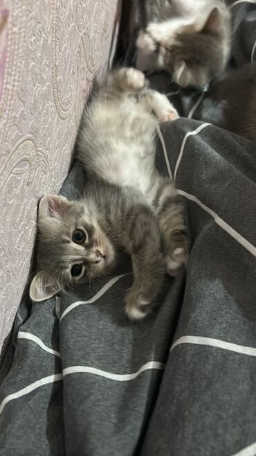 отдать котят в хорошие руки: Yaxşı əllərə