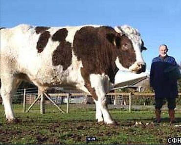 Корма для с/х животных: 🐎 Стимулятор набора веса со стволовыми клетками костный жир со — 1