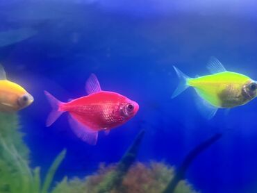 Balıqlar: Glofish, Sülhsevər, Ödənişli çatdırılma -da lalafo.az — 2 Balıqlar: Glofish, Sülhsevər, Ödənişli çatdırılma — 2