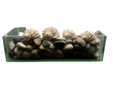 Akvarium aksessuar və ləvazimatları: TECLI elaqe ucun zeng vurun mesajlara bos vaxtim olanda