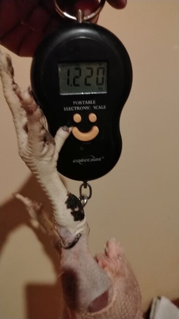 Digər quşlar: Kənt yumurtası kənt colpsı və kəsilib təmizləmiş öry satışı var kimə — 7