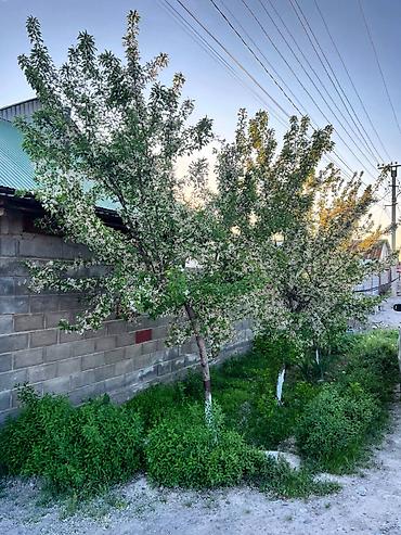 Продажа коттеджей и домов: ДОМ | КАЛЫС ОРДО | 6 СОТОК | Район - Калыс Ордо Кол. комнат - 5 Кол — 12