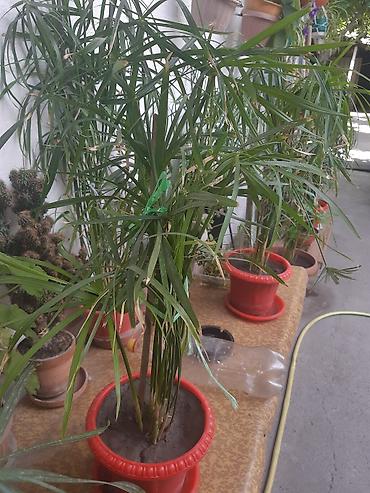 Зоотовары: Продаю домашние цветы разные не дорого смотрите мой профиль выбирайте — 9