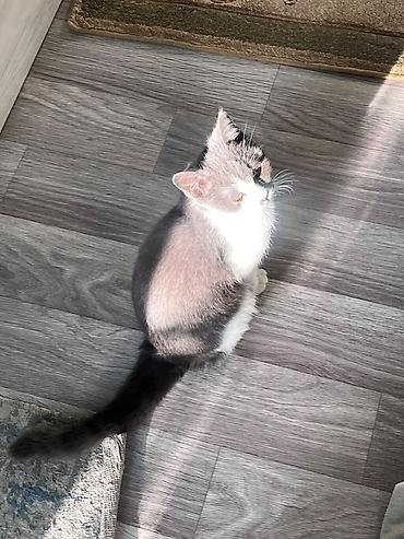 коротколапый кот купить: Котёнок с необычной окраской арлекин: серо-белый, с симметричными — 2