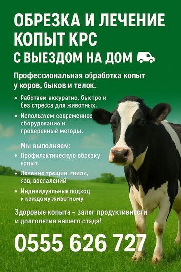 шприц для животных: Обрезка и лечение копыт КРС с выездом на хозяйство. Профессиональная