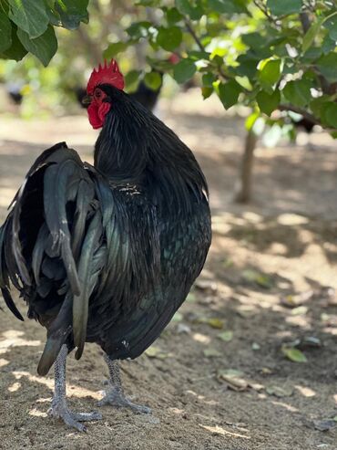 Digər quşlar: Avstralop yumurtaları İnqibator üçün. ideal çıxış verir. təmiz qandır -da lalafo.az — 11 Digər quşlar: Avstralop yumurtaları İnqibator üçün. ideal çıxış verir. təmiz qandır — 11